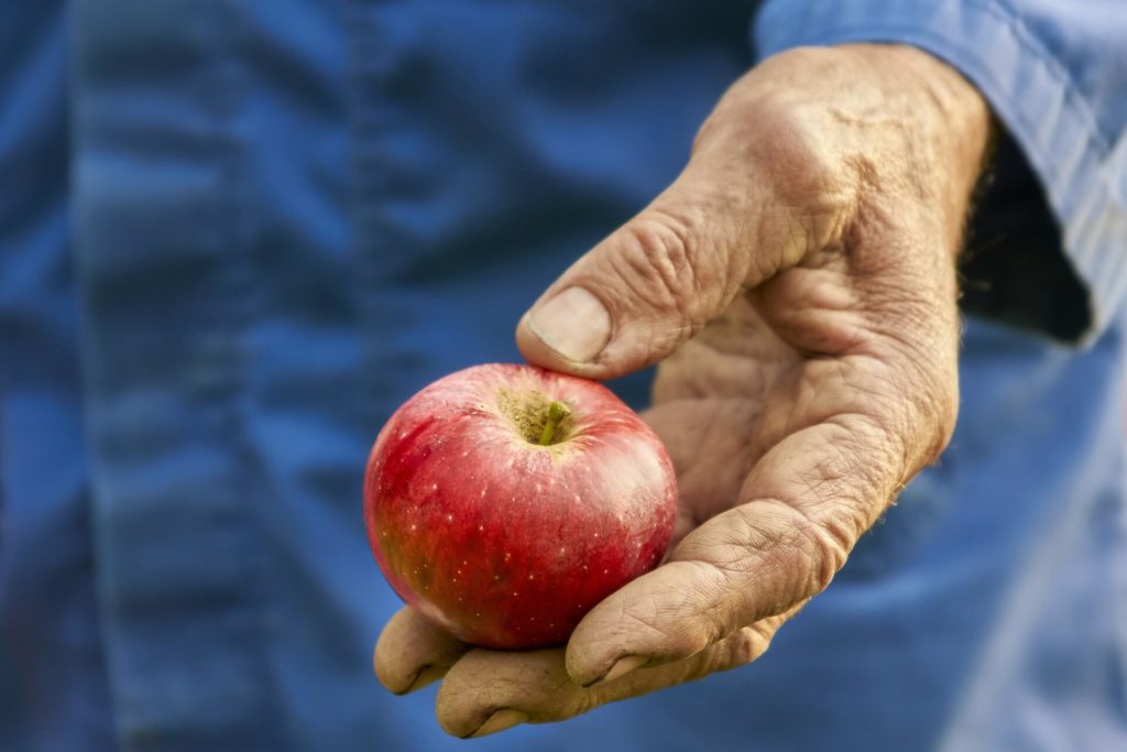 Regionale Lebensmittel: Äpfel direkt vom Bauer